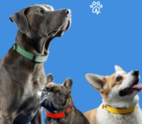 Invoxia Smart Dog Collar  07