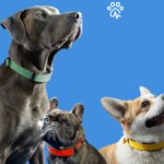 Surveillez la santé de votre chien avec ce collier connecté Surveillez la santé de votre chien avec ce collier connecté
