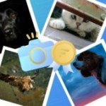 Concours photo : voici votre cliché favori sur le thème des animaux