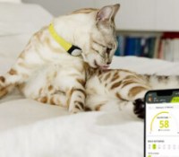 Kippy Cat 04