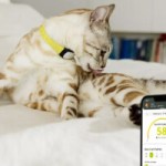 Avec ce collier, la mère Michel ne perd plus son chat et surveille même sa santé Avec ce collier, la mère Michel ne perd plus son chat et surveille même sa santé