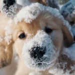 OpenAI Sora : 16 exemples de vidéos créées avec l’IA texte-vidéo OpenAI Sora : 16 exemples de vidéos créées avec l’IA texte-vidéo