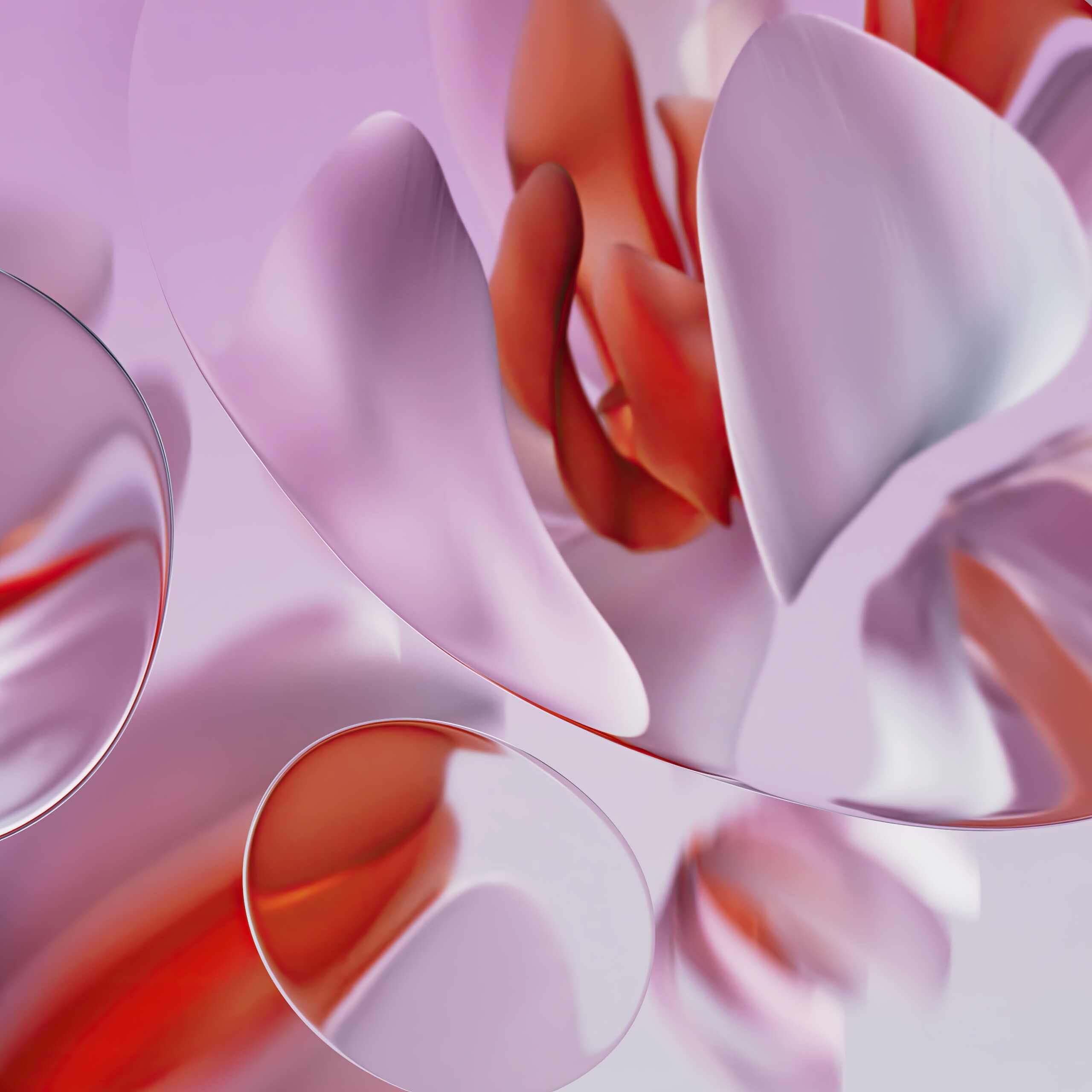 large_rose_light