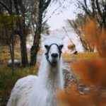 Meta présente Llama 3.1, un modèle d’IA gratuit et open-source qui dépasse la puissance de ses concurrents Meta présente Llama 3.1, un modèle d’IA gratuit et open-source qui dépasse la puissance de ses concurrents