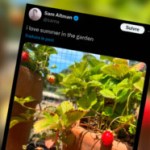 Le patron de ChatGPT poste des tweets de fraises et ce n’est pas si innocent que ça Le patron de ChatGPT poste des tweets de fraises et ce n’est pas si innocent que ça