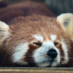 À peine sorti, le mystérieux générateur d’images « Red Panda » fait mieux que Midjourney ou Dall-E À peine sorti, le mystérieux générateur d’images « Red Panda » fait mieux que Midjourney ou Dall-E