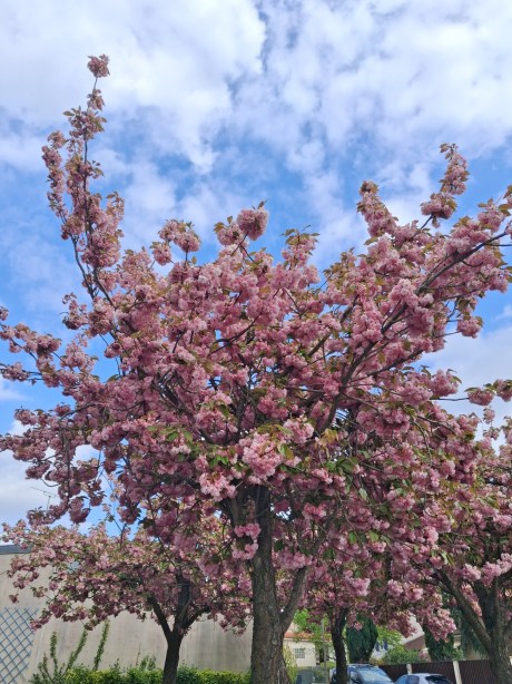 Photos grand angle Galaxy A26 4