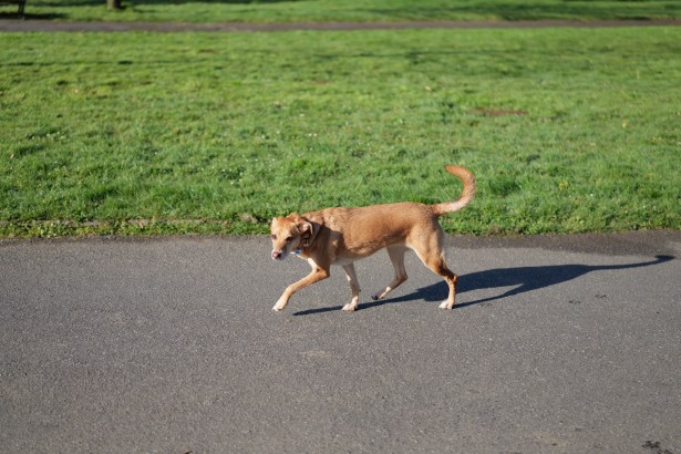 test-panasonic-s1rII-17