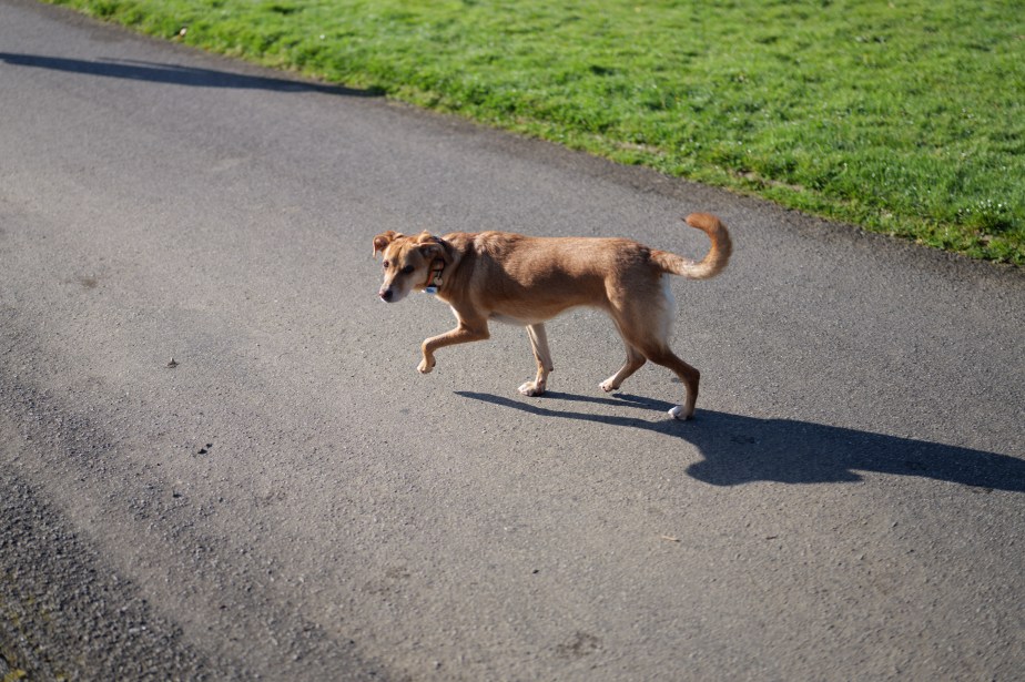 test-panasonic-s1rII-20
