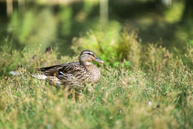 test-panasonic-lumix-s1II-25