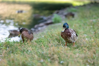 test-panasonic-lumix-s1II-27