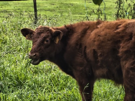 moto G86 - Zoom 10x
