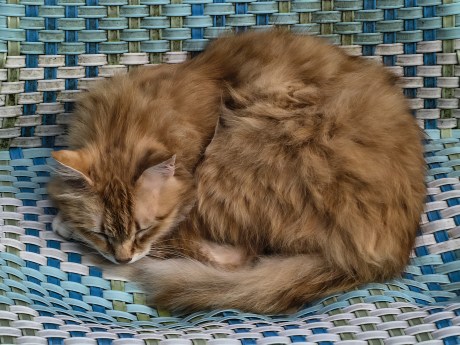 moto G86 - Zoom 2x