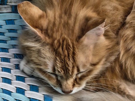 moto G86 - Zoom 4x