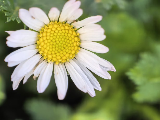 _cuva