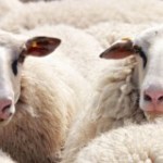 Comment les panneaux solaires améliorent la laine des moutons Comment les panneaux solaires améliorent la laine des moutons