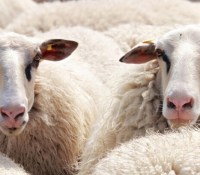 noname_13-sheep-2292802_1280