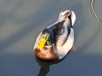 Redmi Note 15 Pro+ Zoom 10x (2)
