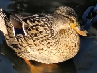 Redmi Note 15 Pro+ Zoom 20x (2)