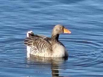 Redmi Note 15 Pro+ Zoom 30x