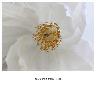 Honor 600 Pro - macro
