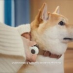 Un collier IA pour « traduire » votre chien à 94,6 % ? Ce qu&rsquo;en dit la science