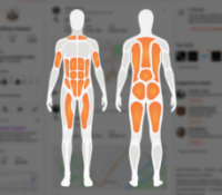 Les nouvelles cartes musculaires sur Strava // Source : montage Frandroid