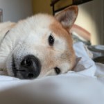 Votre Galaxy pourra repérer les maladies de votre chien sur une simple photo