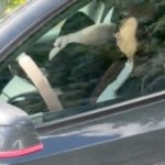 Endormie à 100 km/h dans sa Tesla : une paire de lunettes de soleil a suffi à tromper la caméra de surveillance Endormie à 100 km/h dans sa Tesla : une paire de lunettes de soleil a suffi à tromper la caméra de surveillance