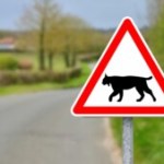 « Attention lynx » : ce nouveau panneau routier qui débarque en France « Attention lynx » : ce nouveau panneau routier qui débarque en France