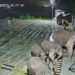 Chine : un éléphant détruit une borne de recharge pour sauver son petit Chine : un éléphant détruit une borne de recharge pour sauver son petit