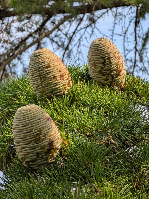 Pixel 11 - 5x (10)