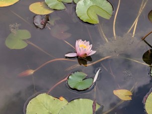 Pixel 11 - 5x (3)