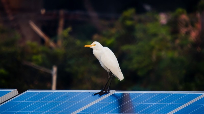 L’envers de la transition : en Chine, le gigantesque parc solaire menace les oiseaux