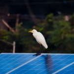 L&rsquo;envers de la transition : en Chine, le gigantesque parc solaire menace les oiseaux