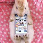 #bunnycase, des smarphones nus qui préfèrent la fourrure #bunnycase, des smarphones nus qui préfèrent la fourrure