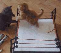 catfight