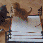 Le GIF a 30 ans et s’invite dans les commentaires Facebook Le GIF a 30 ans et s’invite dans les commentaires Facebook