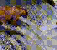 bear_salmon