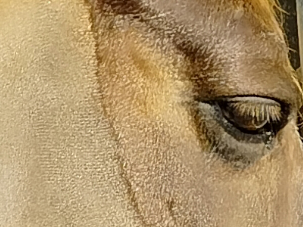 Crop 1200x900 d'une photo 108 Mpx Crop 1200x900 d'une photo 108 Mpx