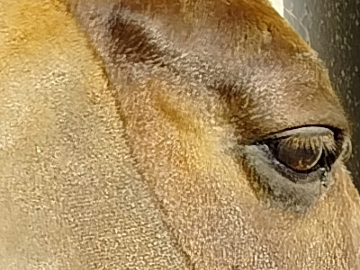 Crop 1200x900 d'une photo 12 Mpx Crop 1200x900 d'une photo 12 Mpx