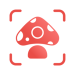 Picture Mushroom