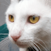 Sons de chat Sons de chat